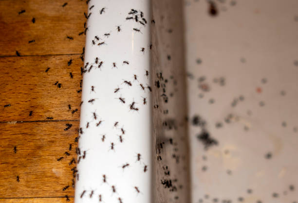 Best Ant Control Services  in Van Horn, TX